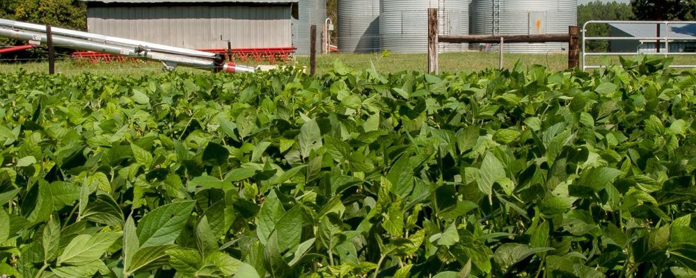Growing crops